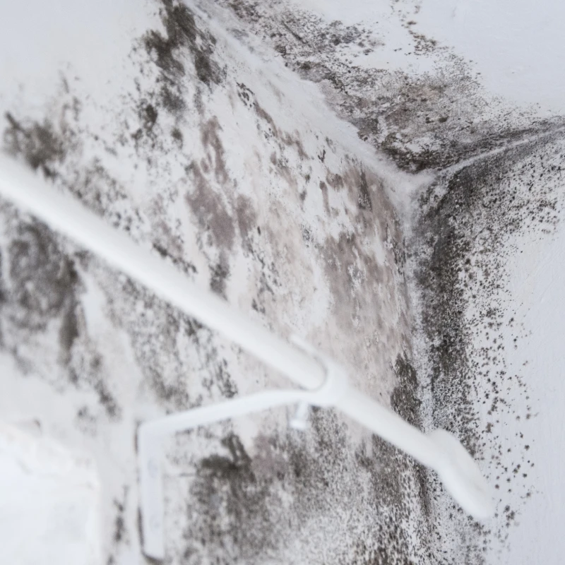 Water Mitigation & Restoration